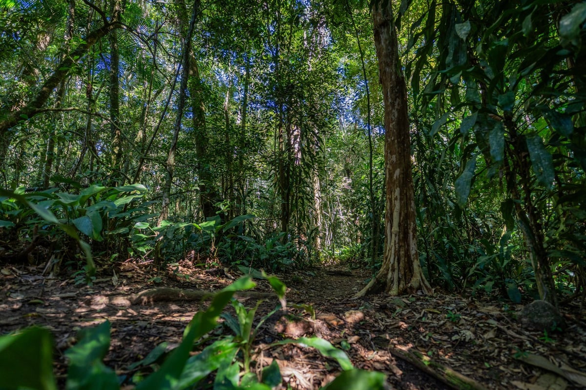 Immersive sensory forest landscape: intricate textures of towering trees and dense native vegetation bathed in sunlight
