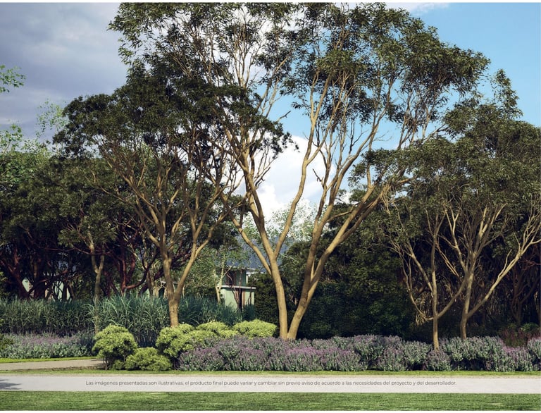 Tall eucalyptus trees with sprawling branches in a park landscape, surrounded by flowering shrubs and a paved pathway.